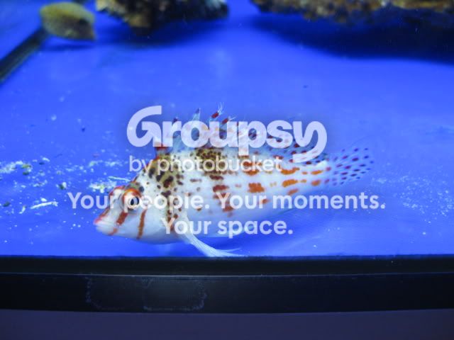 [TodoMarino.com] Coral, Coral, Coral....CORAL REEF - Zoanthus + Gorgonias + ....-
