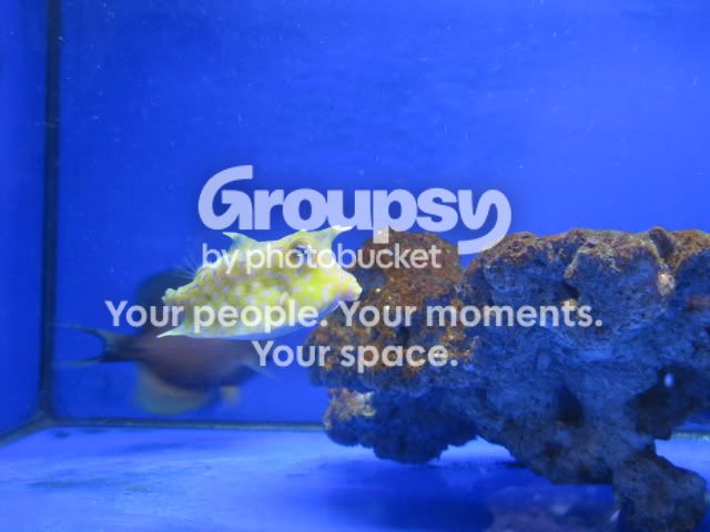 [TodoMarino.com] Coral, Coral, Coral....CORAL REEF - Zoanthus + Gorgonias + ....-