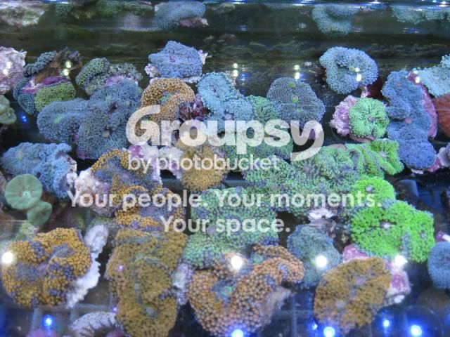 [TodoMarino.com] Coral, Coral, Coral....CORAL REEF - Nueva llegada -