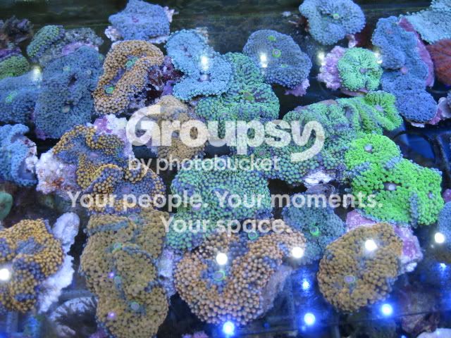 [TodoMarino.com] Coral, Coral, Coral....CORAL REEF - Nueva llegada -