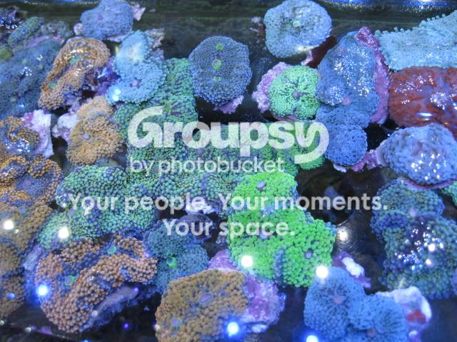 [TodoMarino.com] Coral, Coral, Coral....CORAL REEF - Nueva llegada -