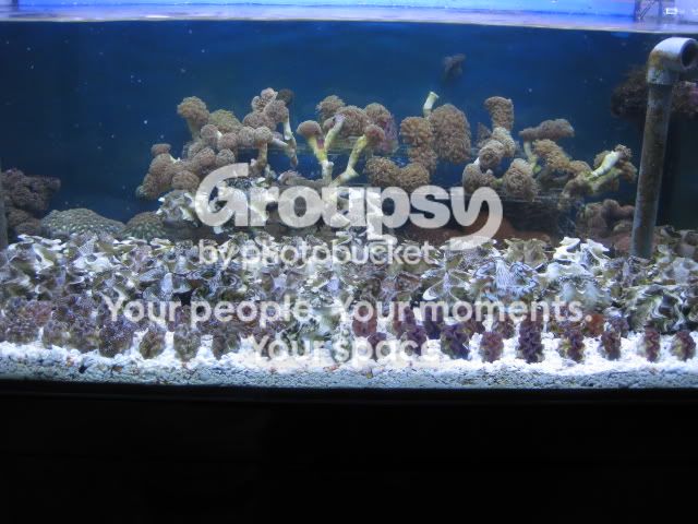 [TodoMarino.com] Coral, Coral, Coral....CORAL REEL - Tridacnas -