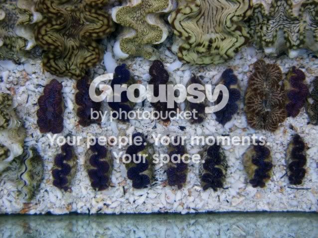 [TodoMarino.com] Coral, Coral, Coral....CORAL REEL - Tridacnas -