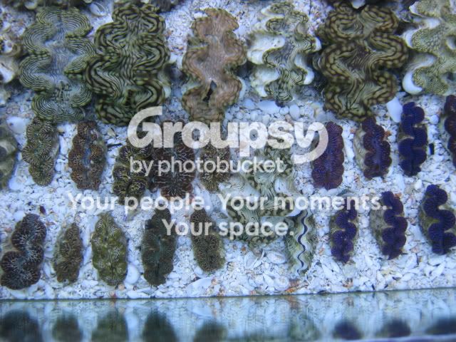 [TodoMarino.com] Coral, Coral, Coral....CORAL REEL - Tridacnas -