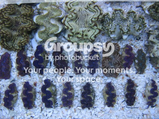 [TodoMarino.com] Coral, Coral, Coral....CORAL REEL - Tridacnas -