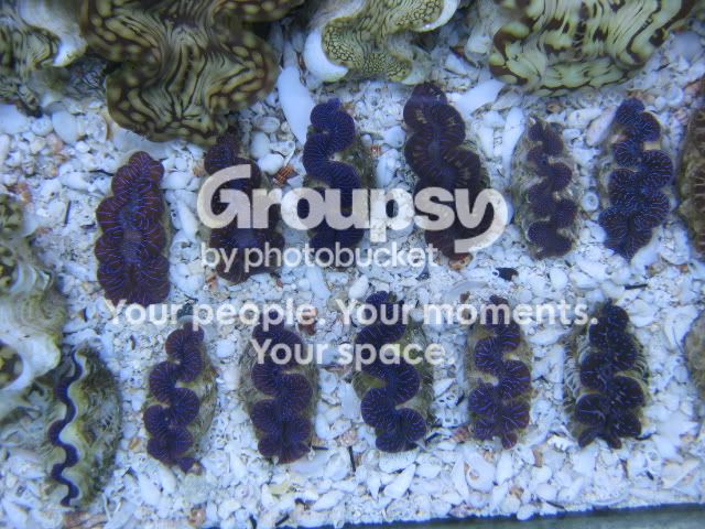 [TodoMarino.com] Coral, Coral, Coral....CORAL REEL - Tridacnas -