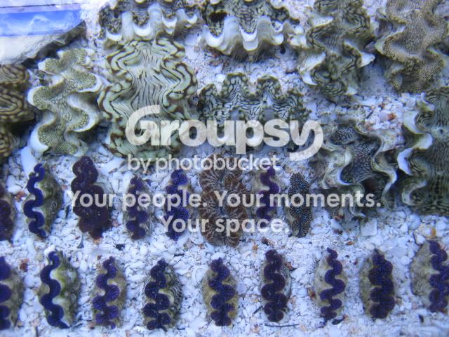 [TodoMarino.com] Coral, Coral, Coral....CORAL REEL - Tridacnas -
