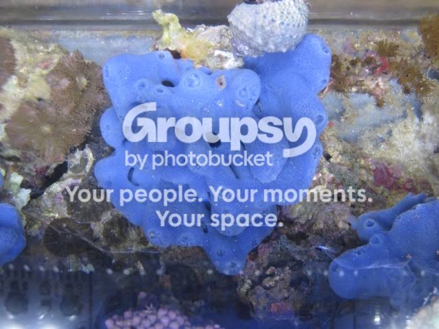 [TodoMarino.com] Coral, Coral, Coral....CORAL REEF - Adelanto llegada SPS & LPS -