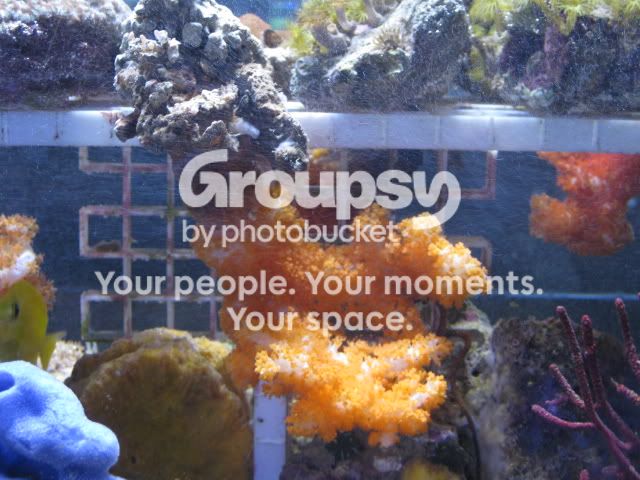 [TodoMarino.com] Coral, Coral, Coral....CORAL REEF - Adelanto llegada SPS & LPS -