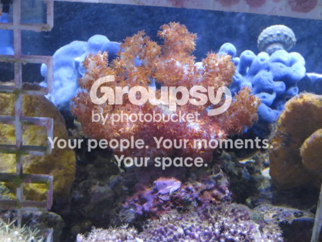 [TodoMarino.com] Coral, Coral, Coral....CORAL REEF - Adelanto llegada SPS & LPS -