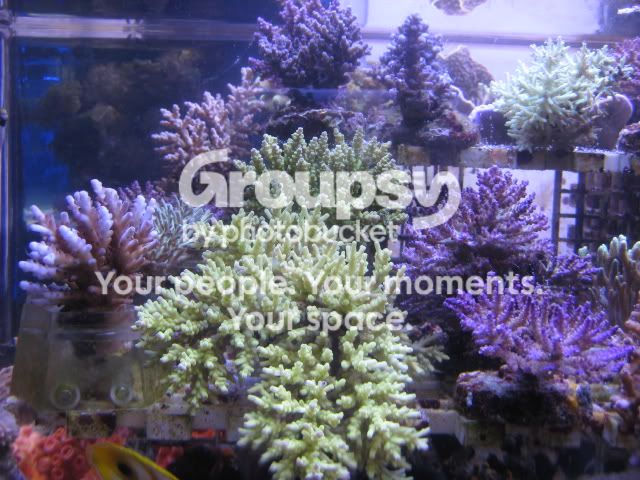 [TodoMarino.com] Coral, Coral, Coral....CORAL REEF - Adelanto llegada SPS & LPS -