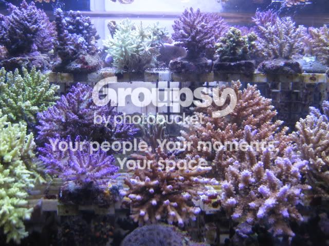 [TodoMarino.com] Coral, Coral, Coral....CORAL REEF - Adelanto llegada SPS & LPS -
