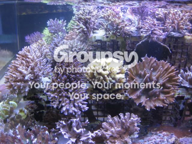 [TodoMarino.com] Coral, Coral, Coral....CORAL REEF - Adelanto llegada SPS & LPS -