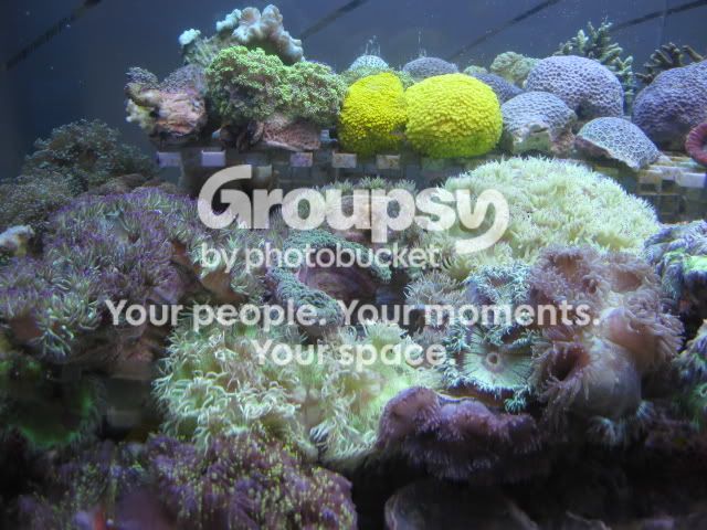 [TodoMarino.com] Coral, Coral, Coral....CORAL REEF - Adelanto llegada SPS & LPS -