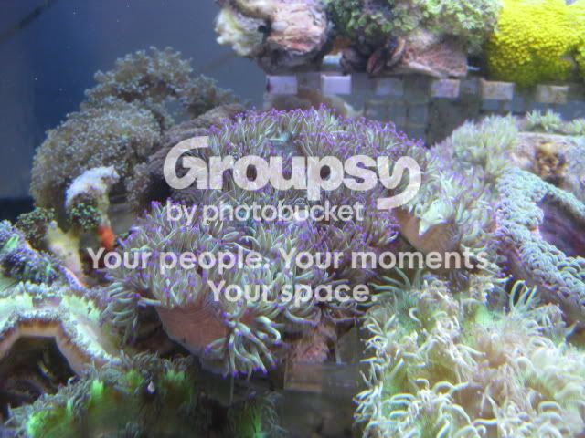 [TodoMarino.com] Coral, Coral, Coral....CORAL REEF - Adelanto llegada SPS & LPS -