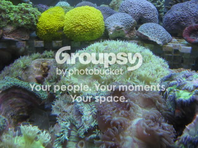 [TodoMarino.com] Coral, Coral, Coral....CORAL REEF - Adelanto llegada SPS & LPS -