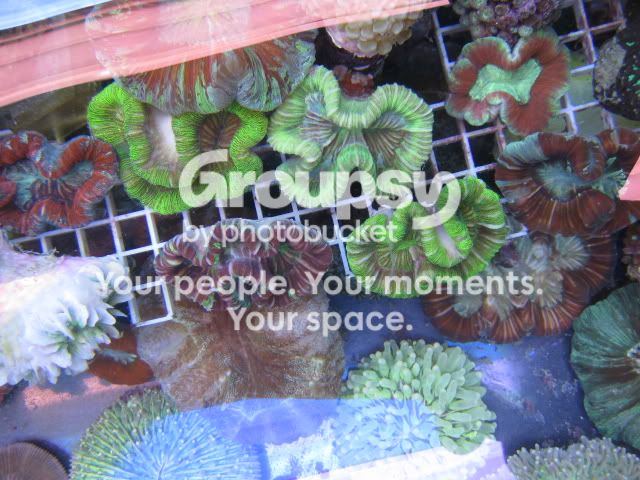 [TodoMarino.com] Coral, Coral, Coral....CORAL REEF - Adelanto llegada SPS & LPS -