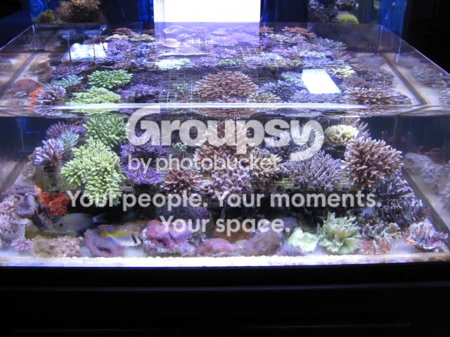 [TodoMarino.com] Coral, Coral, Coral....CORAL REEF - Adelanto llegada SPS & LPS -