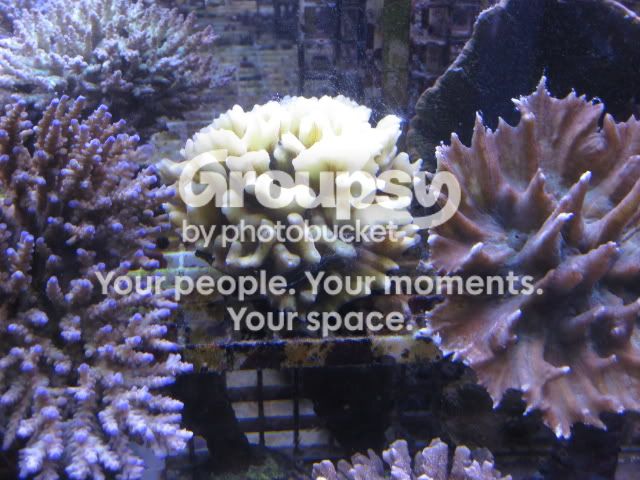 [TodoMarino.com] Coral, Coral, Coral....CORAL REEF - Adelanto llegada SPS & LPS -