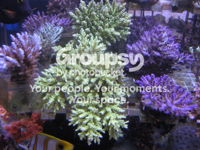 [TodoMarino.com] Coral, Coral, Coral....CORAL REEF - Adelanto llegada SPS & LPS -