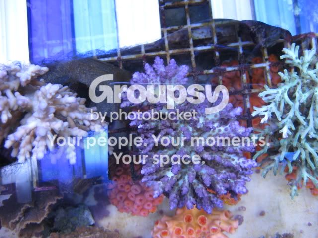 [TodoMarino.com] Coral, Coral, Coral....CORAL REEF - Adelanto llegada SPS & LPS -
