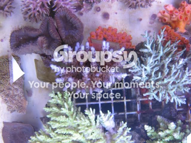 [TodoMarino.com] Coral, Coral, Coral....CORAL REEF - Adelanto llegada SPS & LPS -