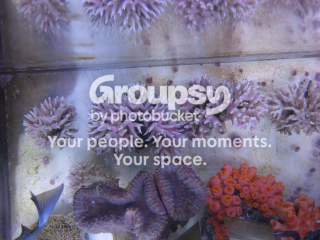 [TodoMarino.com] Coral, Coral, Coral....CORAL REEF - Adelanto llegada SPS & LPS -
