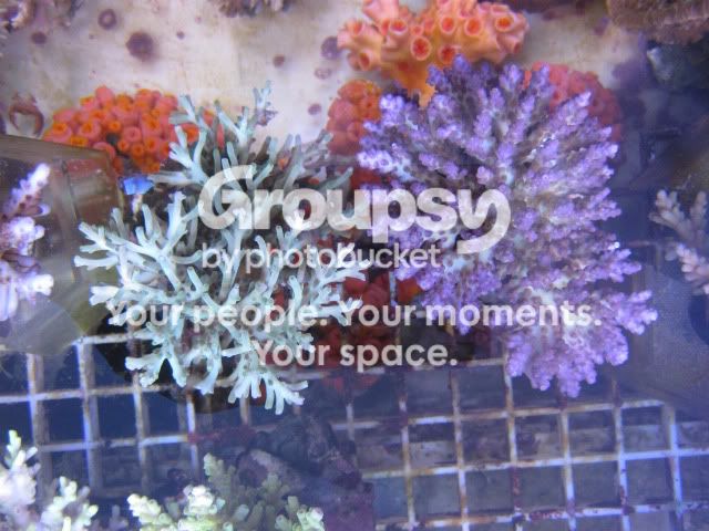 [TodoMarino.com] Coral, Coral, Coral....CORAL REEF - Adelanto llegada SPS & LPS -