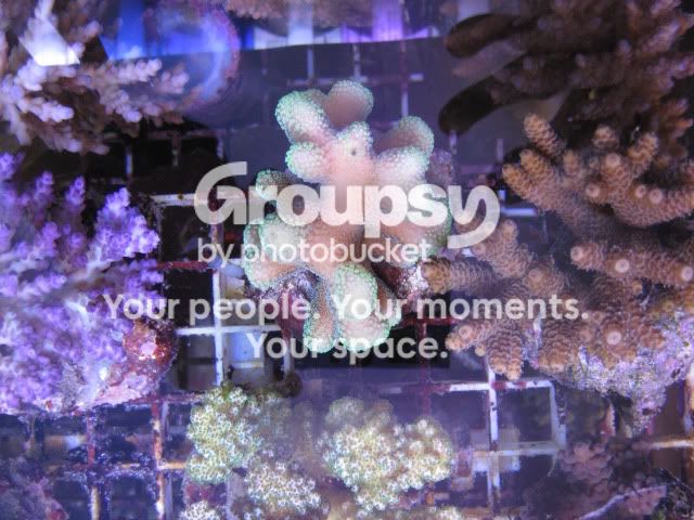 [TodoMarino.com] Coral, Coral, Coral....CORAL REEF - Adelanto llegada SPS & LPS -