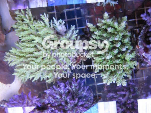 [TodoMarino.com] Coral, Coral, Coral....CORAL REEF - Adelanto llegada SPS & LPS -