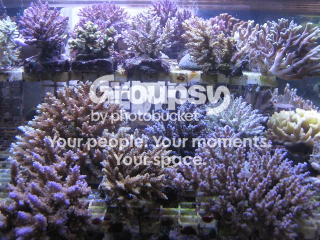[TodoMarino.com] Coral, Coral, Coral....CORAL REEF - Adelanto llegada SPS & LPS -