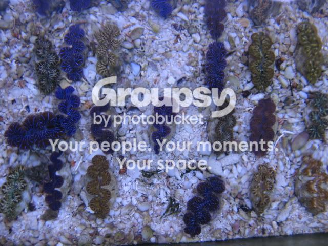 [TodoMarino.com] Tridacnas, Tridacnas, Tridacnas....en CORAL REEF