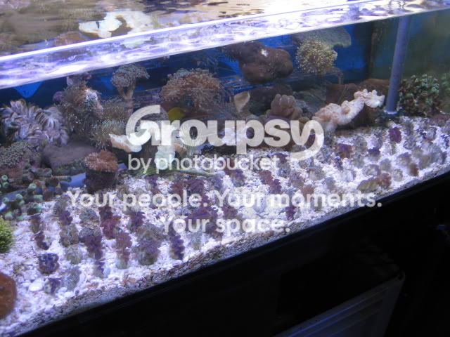 [TodoMarino.com] Tridacnas, Tridacnas, Tridacnas....en CORAL REEF