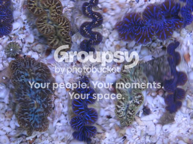 [TodoMarino.com] Tridacnas, Tridacnas, Tridacnas....en CORAL REEF