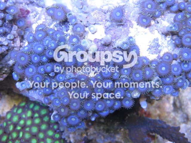 [TodoMarino.com] Azul, Azul, Azul...en CORAL REEF - Zoanthus -