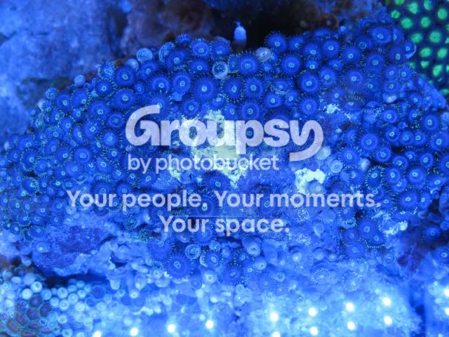 [TodoMarino.com] Azul, Azul, Azul...en CORAL REEF - Zoanthus -
