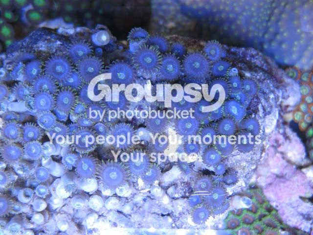 [TodoMarino.com] Azul, Azul, Azul...en CORAL REEF - Zoanthus -