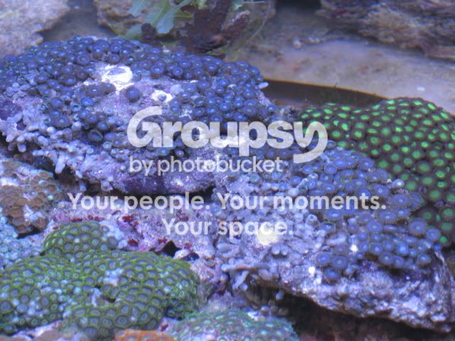[TodoMarino.com] Azul, Azul, Azul...en CORAL REEF - Zoanthus -