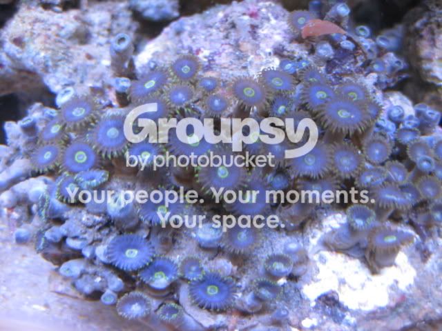 [TodoMarino.com] Azul, Azul, Azul...en CORAL REEF - Zoanthus -