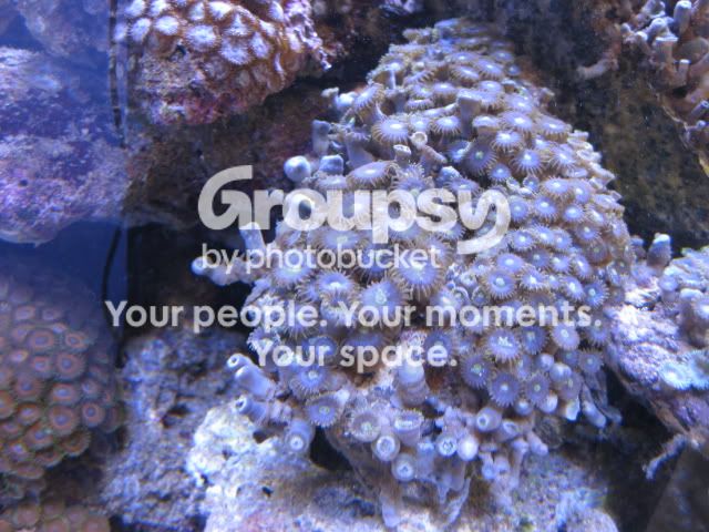 [TodoMarino.com] Azul, Azul, Azul...en CORAL REEF - Zoanthus -