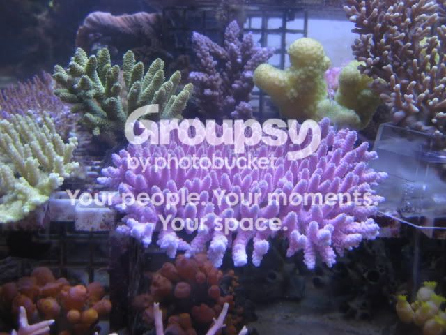 [TodoMarino.com] Coral, Coral, Coral....CORAL REEF - Empezamos la temporada -