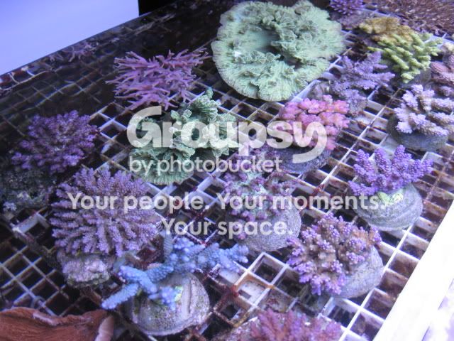 [TodoMarino.com] Coral, Coral, Coral....CORAL REEF - Empezamos la temporada -