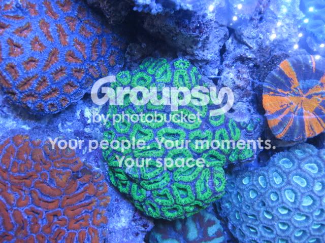 [TodoMarino.com] Coral, Coral, Coral...CORAL REEF - Llegada AUSTRALIA -