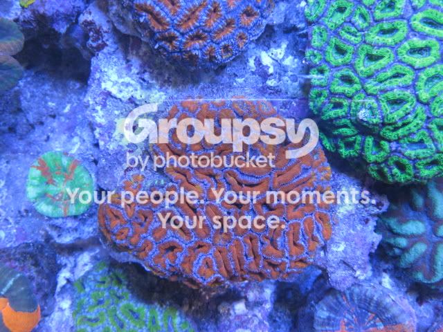 [TodoMarino.com] Coral, Coral, Coral...CORAL REEF - Llegada AUSTRALIA -