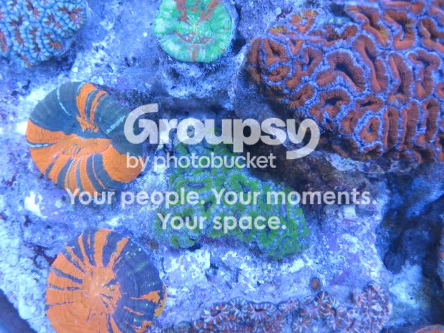 [TodoMarino.com] Coral, Coral, Coral...CORAL REEF - Llegada AUSTRALIA -