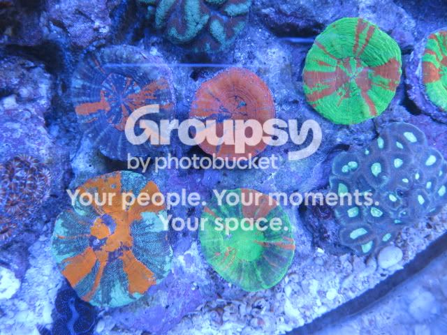 [TodoMarino.com] Coral, Coral, Coral...CORAL REEF - Llegada AUSTRALIA -