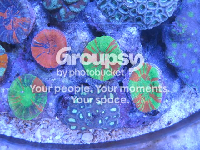 [TodoMarino.com] Coral, Coral, Coral...CORAL REEF - Llegada AUSTRALIA -