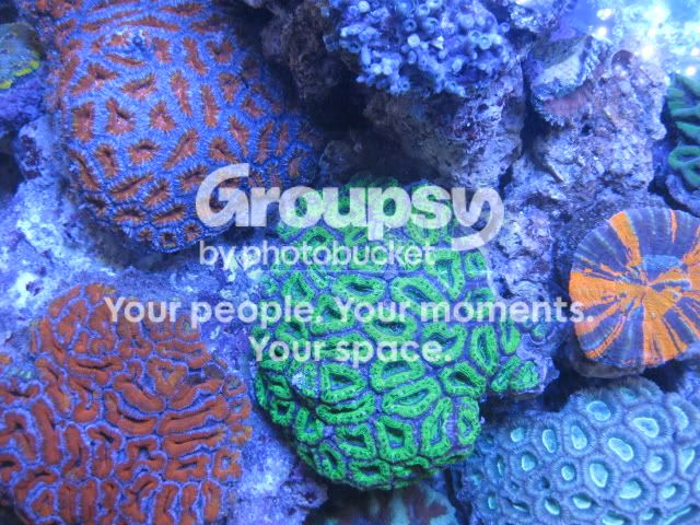 [TodoMarino.com] Coral, Coral, Coral...CORAL REEF - Llegada AUSTRALIA -