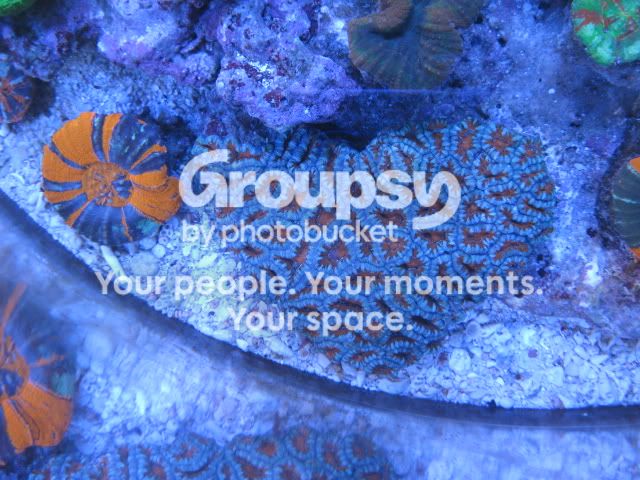 [TodoMarino.com] Coral, Coral, Coral...CORAL REEF - Llegada AUSTRALIA -