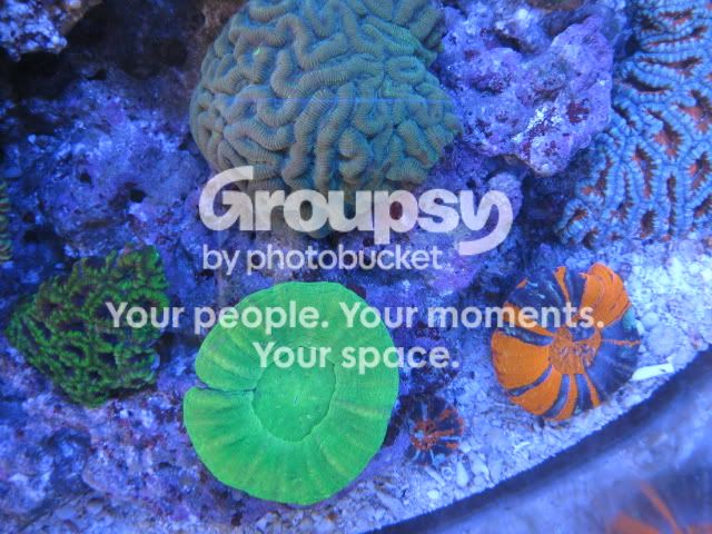 [TodoMarino.com] Coral, Coral, Coral...CORAL REEF - Llegada AUSTRALIA -